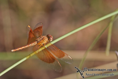 Painted Grasshawk - Neurothemis stigmatizans