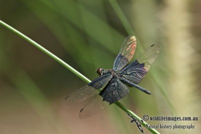 Iridescent Flutterer - Rhyothemis braganza