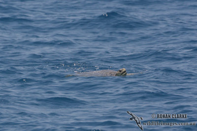 Caretta caretta 4278.jpg