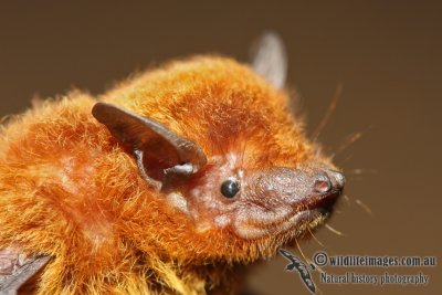 Northern Broad-nosed Bat