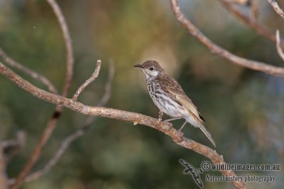 Bar-breasted Honeyeater a2019.jpg