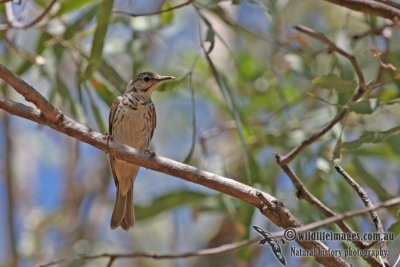 Bar-breasted Honeyeater a2126.jpg