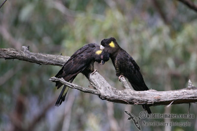 Yellow-tailed Black-Cockatoo 9166.jpg