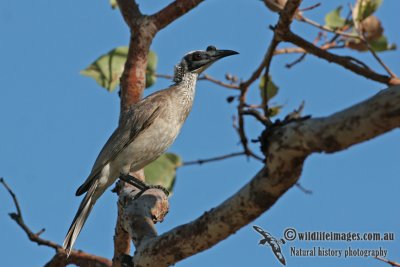Silver-crowned Friarbird a2683.jpg
