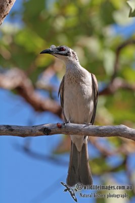 Silver-crowned Friarbird a2691.jpg