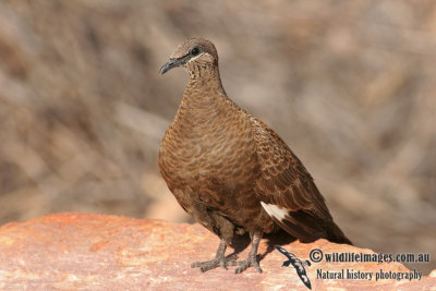 White-quilled Rock-Pigeon