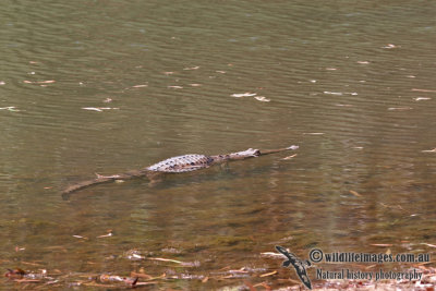 Crocodylus johnstoni a2103.jpg