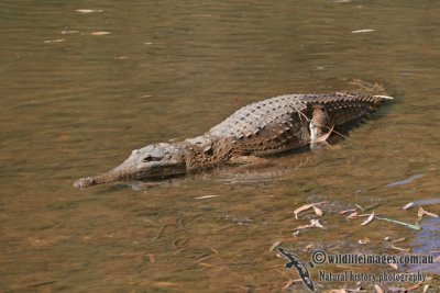 Crocodylus johnstoni a2112.jpg