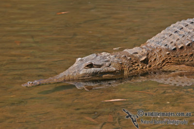 Freshwater Crocodile - Crocodylus johnstoni