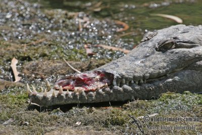 Crocodylus johnstoni a2133.jpg