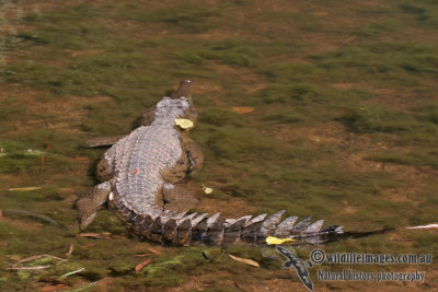 Crocodylus johnstoni a2141.jpg