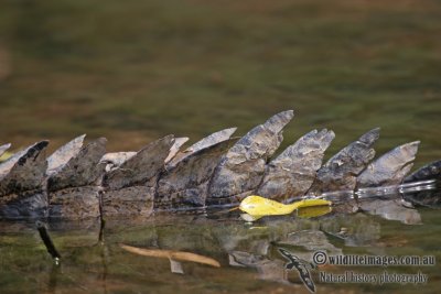 Crocodylus johnstoni a2142.jpg