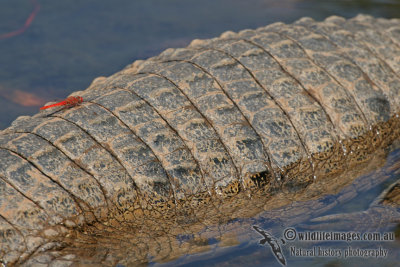 Crocodylus johnstoni a2145.jpg