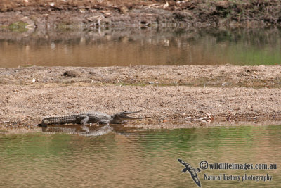 Crocodylus johnstoni a2148.jpg
