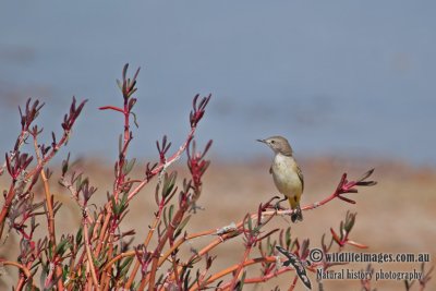 Yellow Chat a0043.jpg