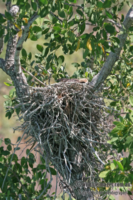 Brahminy Kite a2937.jpg