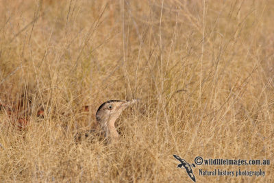 Australian Bustard a2396.jpg