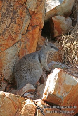 Short-eared Rock-wallaby a2816.jpg