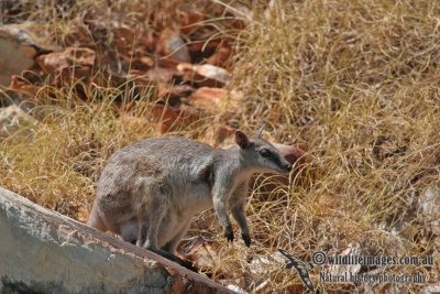 Short-eared Rock-wallaby a2818.jpg