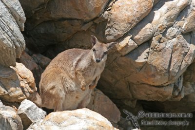 Short-eared Rock-wallaby a2854.jpg