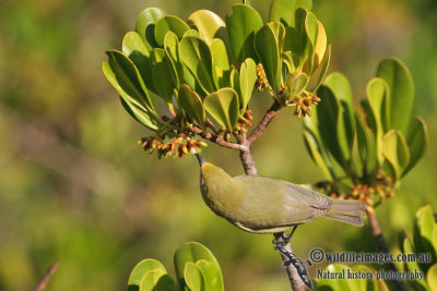 Yellow White-eye a3013.jpg