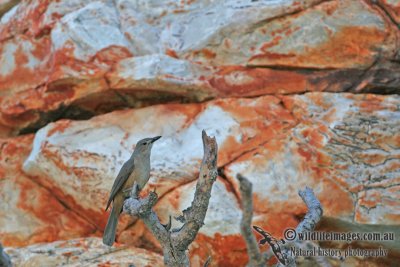 Sandstone Shrike-thrush a2883.jpg