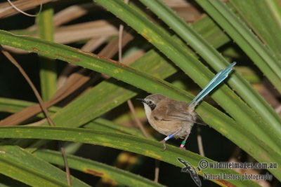 Purple-crowned Fairy-wren with colour bands a2466.jpg