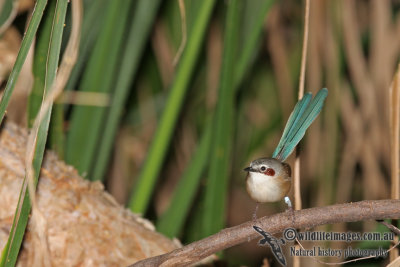 Purple-crowned Fairy-wren a2473.jpg