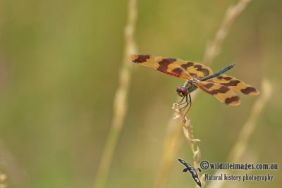 Graphic Flutterer - Rhyothemis graphiptera