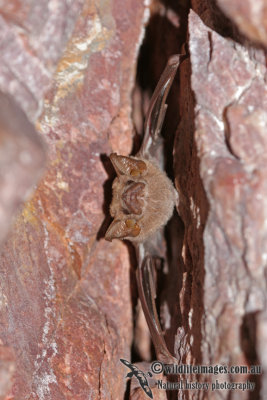 Common Sheathtail Bat  a2919.jpg
