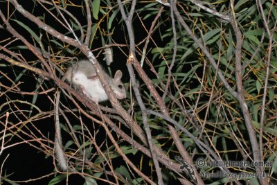 Golden-backed Tree Rat a3077.jpg