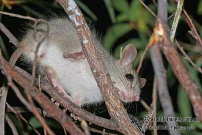 Golden-backed Tree Rat a3087.jpg