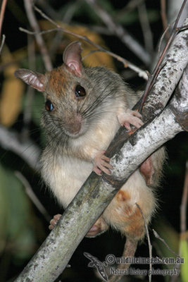 Golden-backed Tree Rat