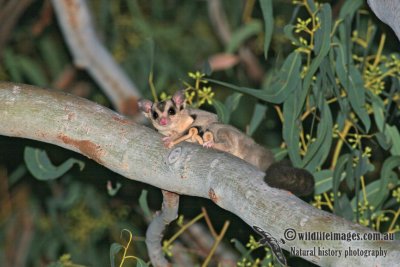 Sugar Glider a2261.jpg