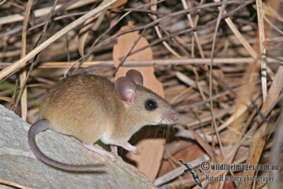 Common Rock Rat a3066.jpg