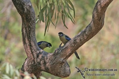 Northern Rosella a2625.jpg