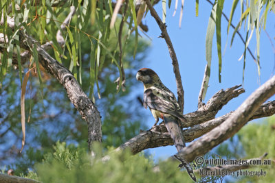 Northern Rosella a2627.jpg