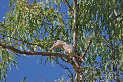 Blue-winged Kookaburra a2037.jpg