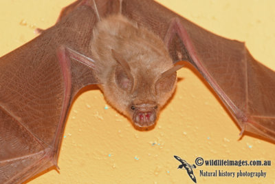 Northern Leaf-nosed Bat  a2552.jpg