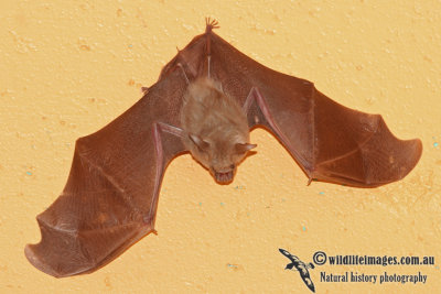 Northern Leaf-nosed Bat  a2548.jpg