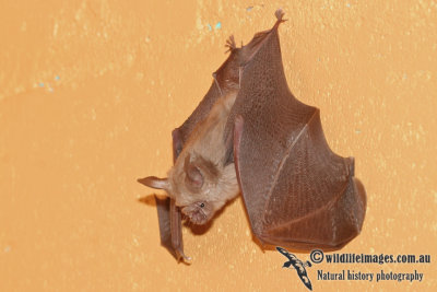 Northern Leaf-nosed Bat  a2561.jpg