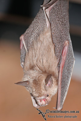 Northern Leaf-nosed Bat  a2589.jpg