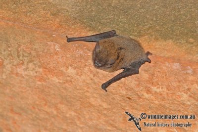 Northern Cave Bat a9972.jpg