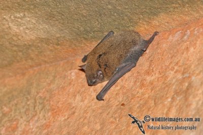 Northern Cave Bat