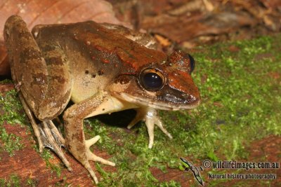 Giant River Frog - Limnonectes leporinus
