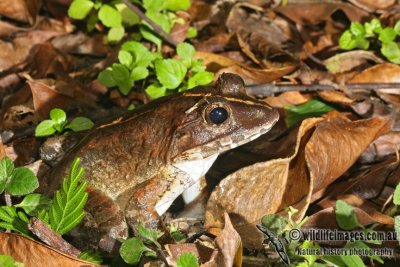 Limnonectes malesianus 6345L.jpg