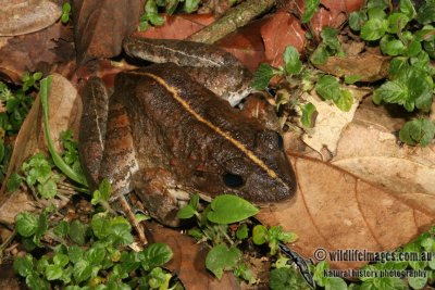 Peat Swamp Frog - Limnonectes malesianus