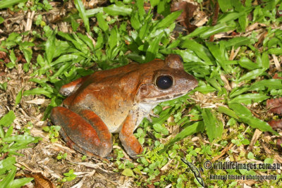 Greater Swamp Frog - Limnonectes ingeri