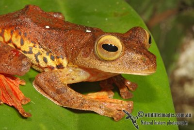 Harlequin Tree Frog - Rhacophorus pardalis