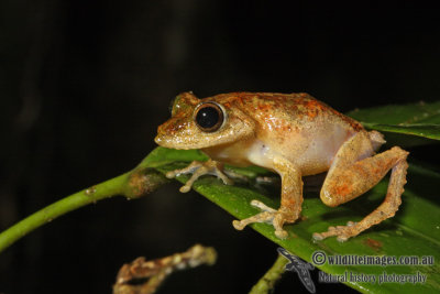 Frilled Tree Frog - Rhacophorus appendiculatus